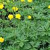 Trollius x cultorum 'Orange Globe', habit