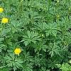 Trollius x cultorum 'Orange Globe', habit