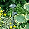 Trollius x cultorum 'Orange Globe', habit