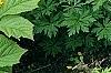 Trollius x cultorum 'Orange Globe', habit