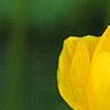 Trollius x cultorum 'Orange Globe', flowers