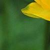 Trollius x cultorum 'Orange Globe', flowers