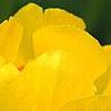 Trollius x cultorum 'Orange Globe', flowers