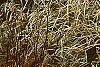 Xanthorhiza simplicissima, habit