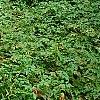 Xanthorhiza simplicissima, habit