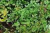 Xanthorhiza simplicissima, habit