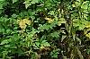 Xanthorhiza simplicissima, habit