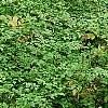 Xanthorhiza simplicissima, habit
