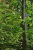 Xanthorhiza simplicissima, habit