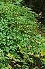 Xanthorhiza simplicissima, habit