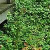 Xanthorhiza simplicissima, habit