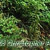 Xanthorhiza simplicissima, habit