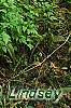 Xanthorhiza simplicissima, habit