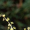 Xanthorhiza simplicissima, flowers