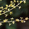 Xanthorhiza simplicissima, flowers