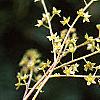 Xanthorhiza simplicissima, flowers