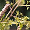Xanthorhiza simplicissima, flowers