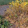Xanthorhiza simplicissima, fall color