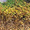Xanthorhiza simplicissima, fall color