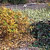 Xanthorhiza simplicissima, fall color