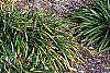 Xanthorhiza simplicissima, fall color