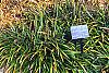 Xanthorhiza simplicissima, fall color