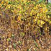 Xanthorhiza simplicissima, fall color