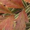 Xanthorhiza simplicissima, fall color