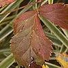 Xanthorhiza simplicissima, fall color