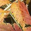 Xanthorhiza simplicissima, fall color