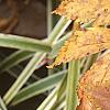 Xanthorhiza simplicissima, fall color