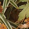 Xanthorhiza simplicissima, fall color