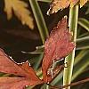 Xanthorhiza simplicissima, fall color