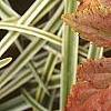 Xanthorhiza simplicissima, fall color