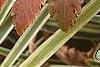 Xanthorhiza simplicissima, fall color