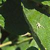 Ceanothus americanus, leaves