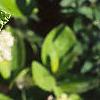 Ceanothus americanus, leaves