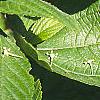 Ceanothus americanus, leaves