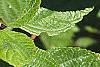 Ceanothus americanus, leaves