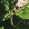 Ceanothus americanus, leaves