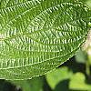 Ceanothus americanus, leaves