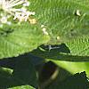Ceanothus americanus, leaves