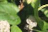 Ceanothus americanus, leaves