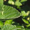 Ceanothus americanus, leaves
