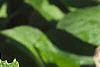 Ceanothus americanus, leaves