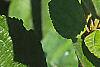 Ceanothus americanus, leaves