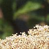 Ceanothus americanus, flowers