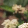 Ceanothus americanus, flowers
