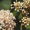 Ceanothus americanus, flowers