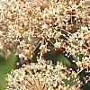 Ceanothus americanus, flowers
